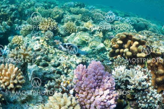 puffer fish in coral garden