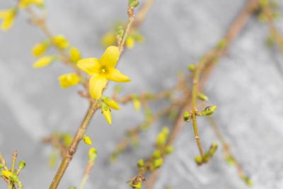 Yellow forsythia suspensa spring. Flowers bloom from buds...