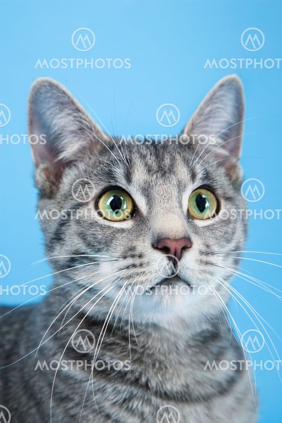 Kat