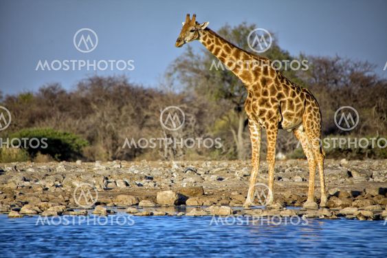 a giraffe standing near a waterhole at etosha national park
