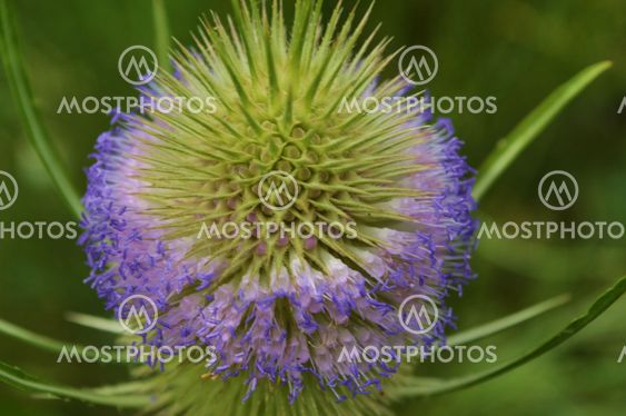 Teasel (Dipsacus fullonum).