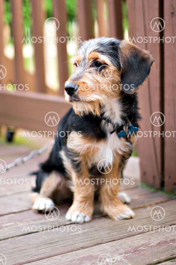 Cute Puppy Dog