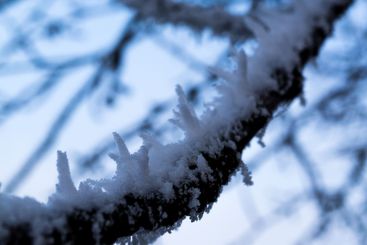 frost covered twigs of a tree on a winter day