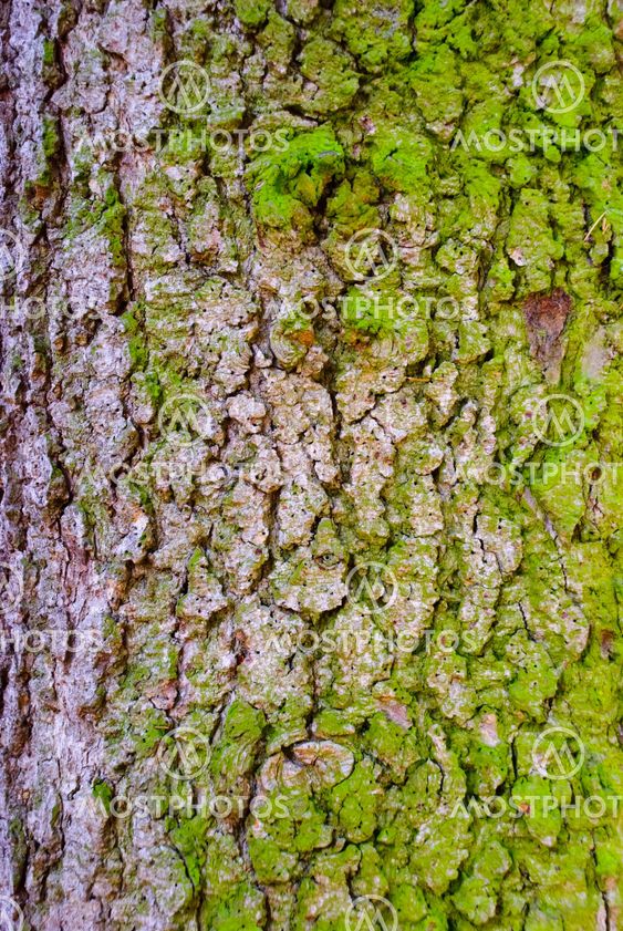 Bark Texture