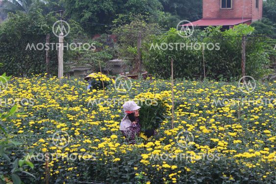 people Harvest flowers on field