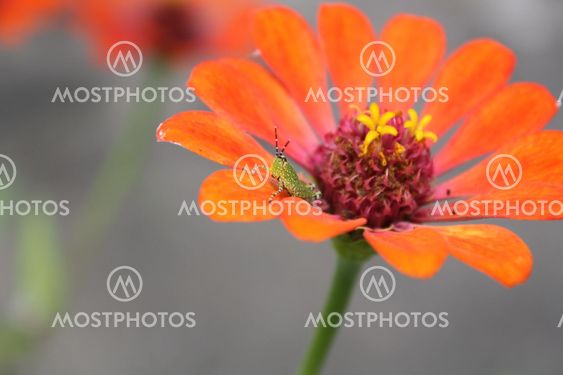 grasshopper on a flower