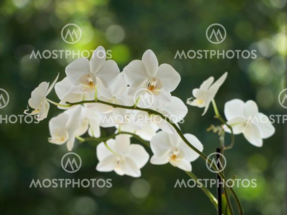 white orchids