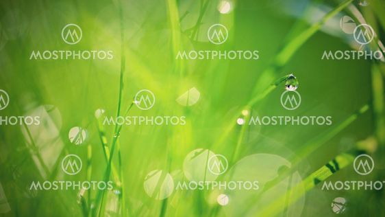 Green nature. Beautiful close up photo of nature. Green...