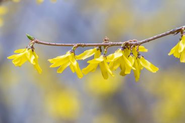Forsythia. Blooming forsythia bush. Yellow flower on a...
