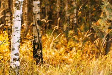 Autumn Time In Moody Birch Forest. Beautiful Landscape...