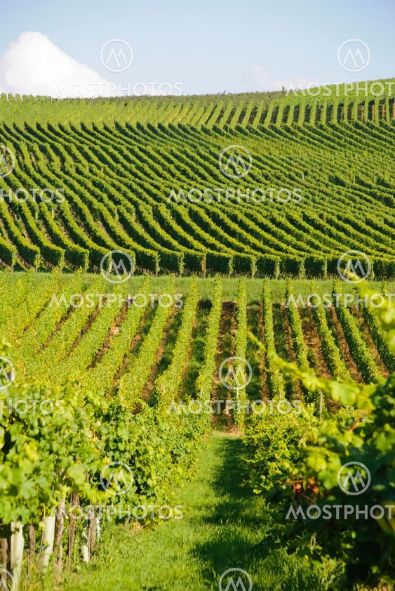 Green vineyards