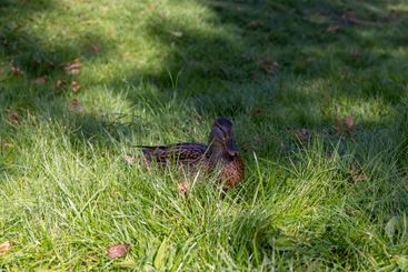 wild ducks walking on the green grass in the summer season