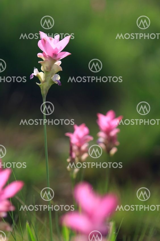 Pink field of Siam tulip