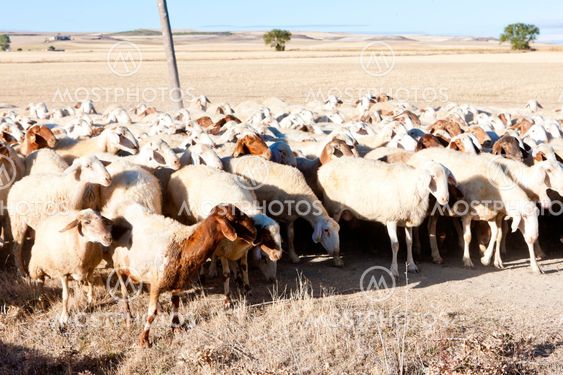 sheep herd, Castile and Leon, Spain
