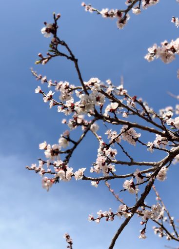 Spring blossoms on a tree branch under a clear sky....