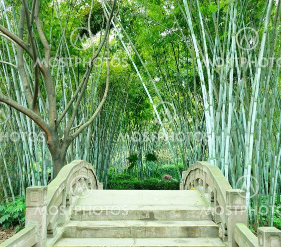 the bamboo groves and small bridge