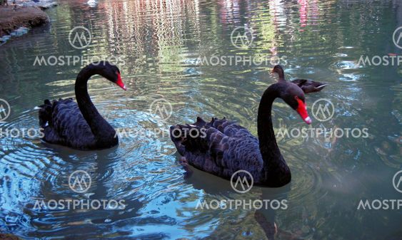 Two black swan on the lake