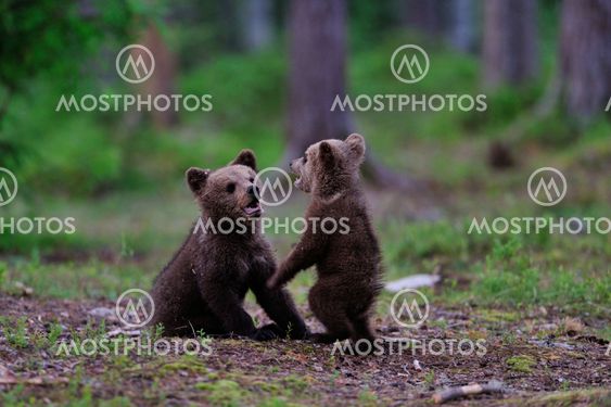 Brown bear cubs playing