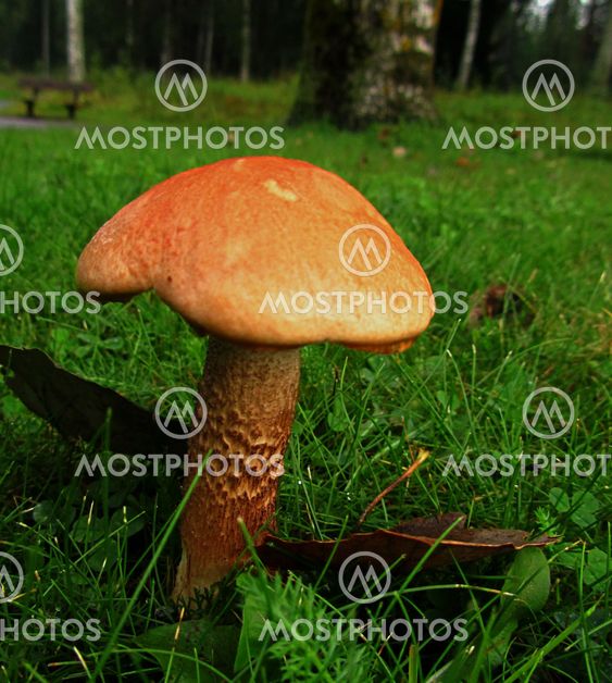 Autumn in the park