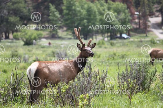 Young Buck Eating