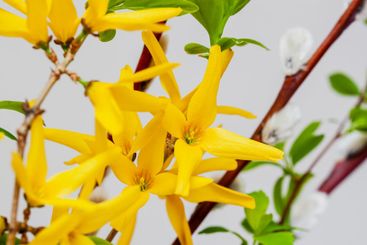 Close-up of yellow bright flowers of forsythia. Natural...
