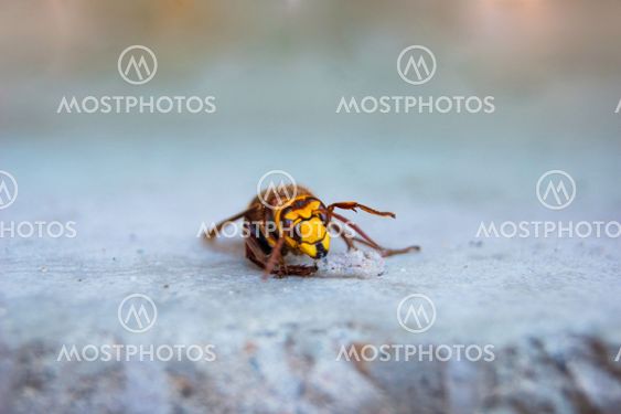 Wounded Hornet on Concrete Slab