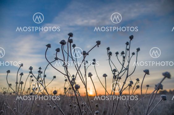 Strange stalks of frozen grass against sunrise