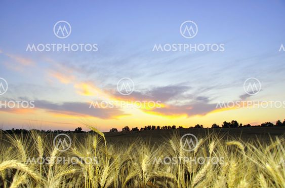 Wheat field and fiery sky