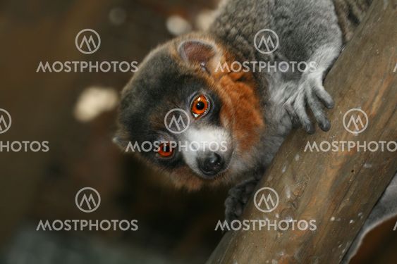 Mongoose Lemur