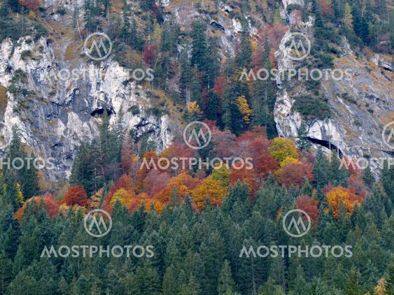Mountainside with Colorful Trees