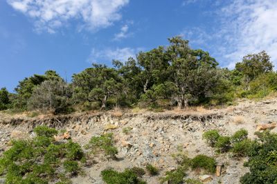 View of juniper trees growing on a hillside.