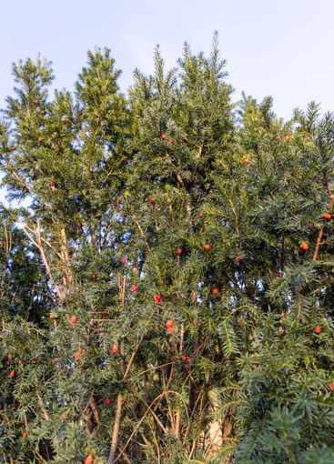 a berry yew plant with red fruits in the autumn season