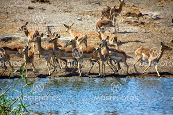 a group of blackfaced impala at a waterhole at etosha national park namibia