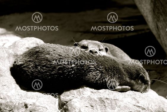 Otters