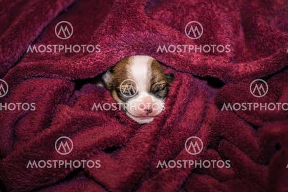 chihuahua wrapped in blanket
