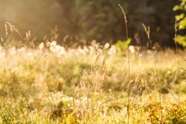Tranquil autumn nature background in a sunset light.