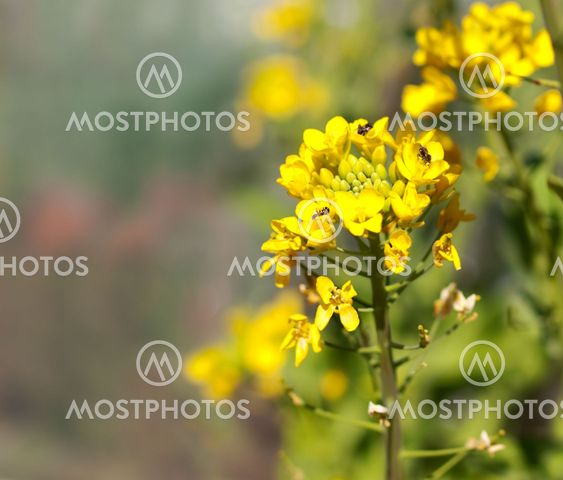 Biodiversity australian native bees on organic boc choy flower