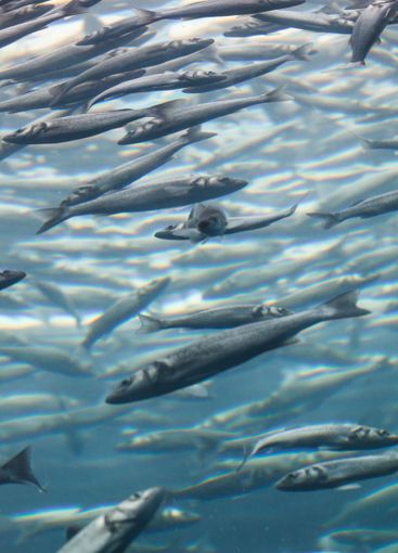 Underwater world. Fish togetherness