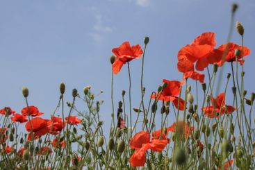 Blommande vallmo i Skåne i juni - Silvertid