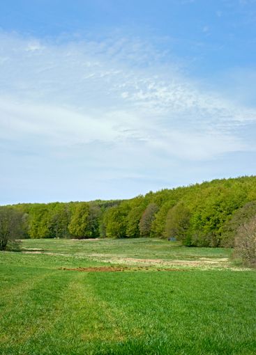 Forest, grass and sky with countryside landscape for...