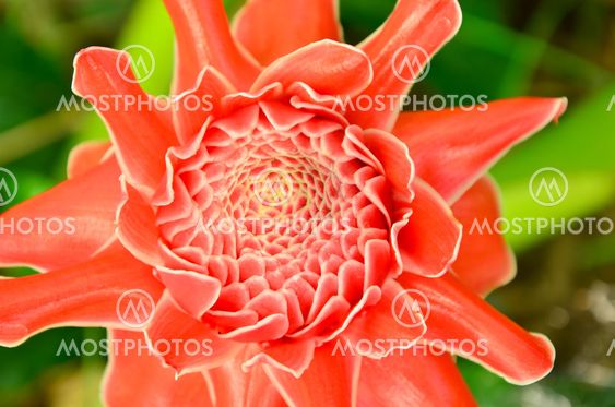 Etlingera elatior