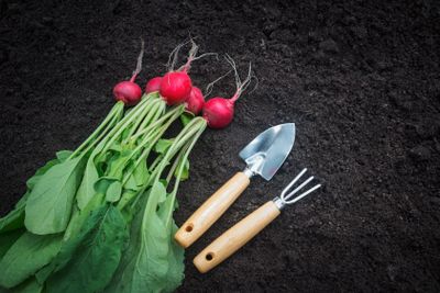 Freshly harvested radish and gardening tools on dark...