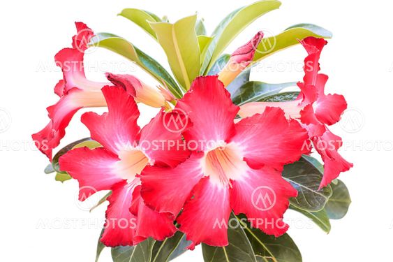 Desert Rose