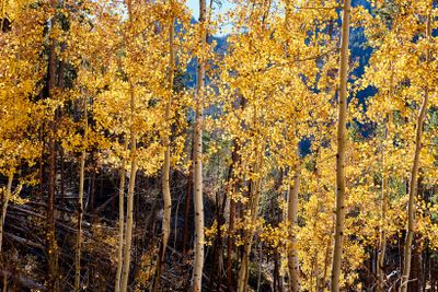 Aspen grove at autumn in Rocky Mountains