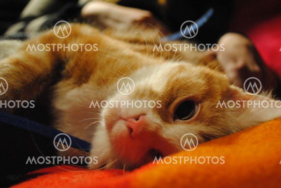 Upside down cat