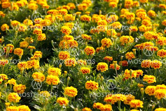 Orange marigolds growing