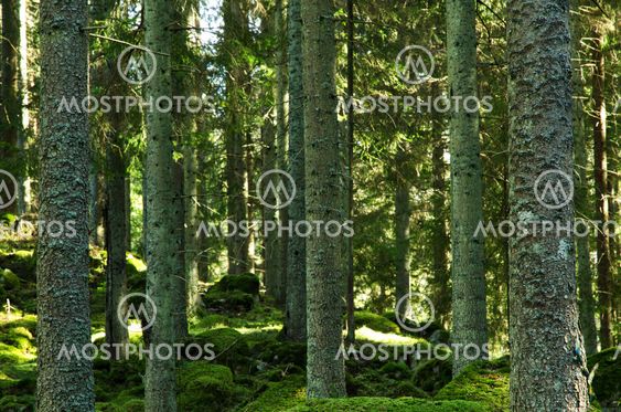 Background-acidophilous