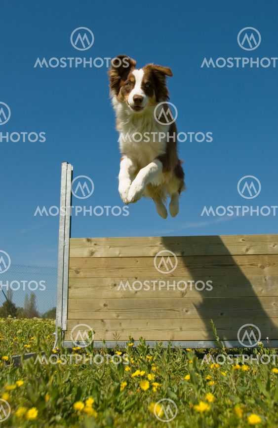 jumping australian shepherd
