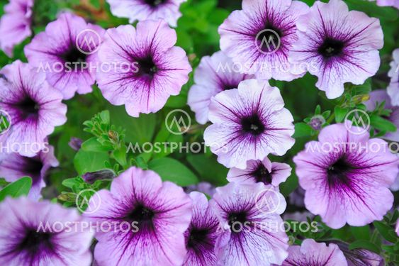 Beautiful Lavender Colored Flowers