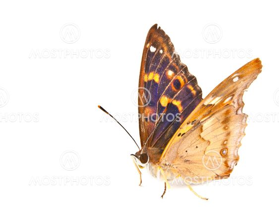 butterfly swallowtail